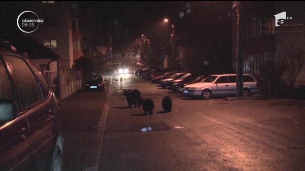 Urşii din staţiunile din Valea Prahovei, problemă fără soluţii. Unii localnici le-ar lăsa special de mâncare