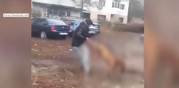 Dosar penal în cazul unui maidanez sfâşiat de un câine de luptă la Iaşi. Proprietarul animalului agresiv a fost prins (VIDEO)