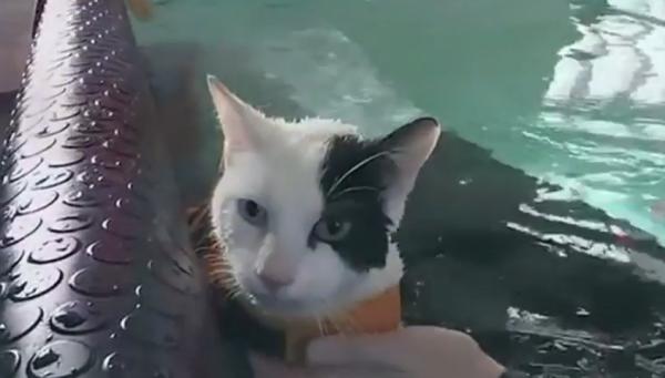 O pisicuţă din Regatul Unit a devenit vedetă pe internet, după ce le-a dovedit tuturor că nu îi este frică de apă