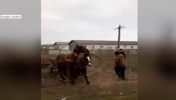 Video scandalos: cai maltrataţi în Galaţi de stăpânii care se întrec într-un joc stupid