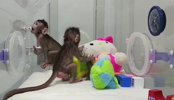 Primele maimuţe clonate. Cercetătorii au folosit aceeaşi metodă de clonare ca la celebra oaie Dolly