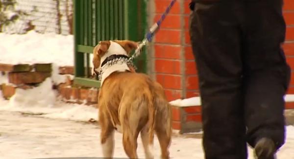 Proprietara câinilor Amstaff care au atacat mai mulţi oameni la Iaşi şi-a recuperat unul dintre animale de la autorităţi