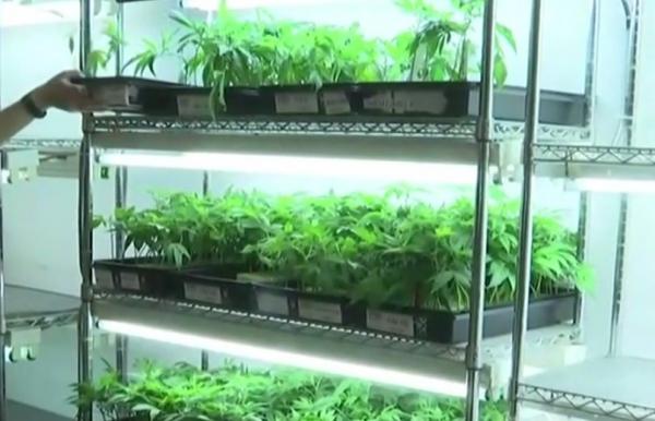 Senatorul PNL Leon Dănăilă propune ca marijuana să se vândă la farmacie (Video)