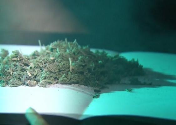 Agenţia Naţională Antidrog se opune legalizarii marijuanei pentru scopuri terapeutice