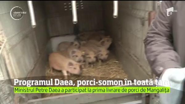 Zece purceluşi-somon, duşi în casă nouă de ministrul agriculturii Petre Daea