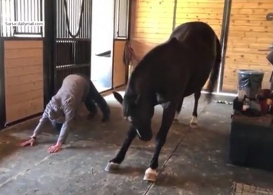Imagini incredibile cu un cal care face yoga, alături de stăpâna sa
