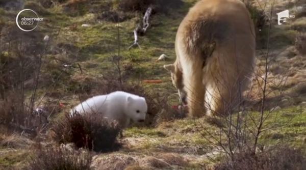 Imagini inedite cu primul urs polar născut în Marea Britanie, după 25 de ani