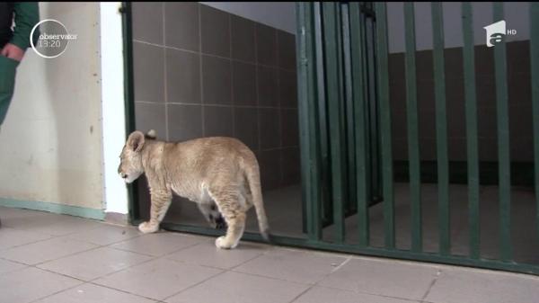 Un pui de leu a devenit vedeta Grădinii Zoologice din Craiova, după ce a fost abandonat de mama lui