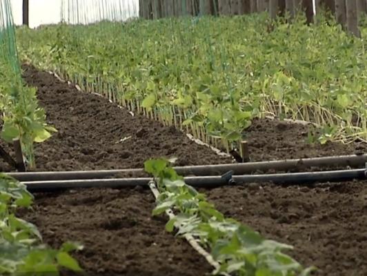 Gerul din martie scumpeşte legumele româneşti