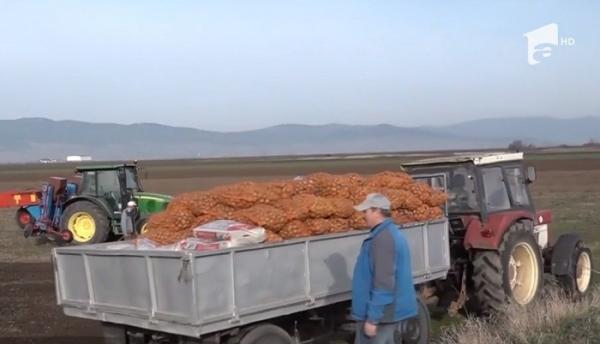 Mai puțini cartofi în Harghita, după ce produsele autohtone nu şi-au găsit locul în marile magazine