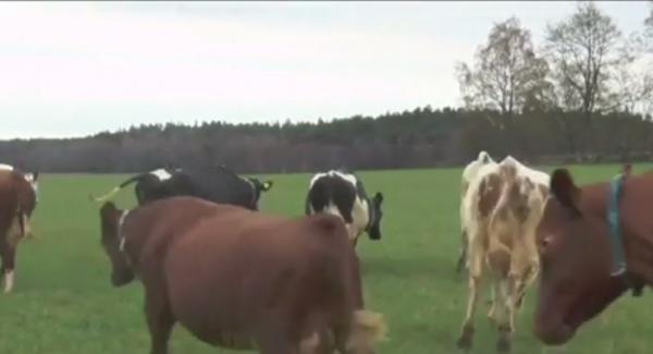 O cireadă de vaci a făcut spectacol pentru mai bine de 1.000 de privitori pe o pajişte de lângă Stockholm