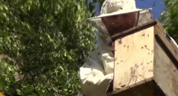 Un roi de albine a creat panică în centrul Bistriţei