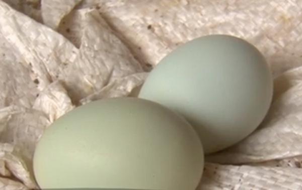 Ouă verzi de la găini sud-americane au apărut în piețele din România. Sunt mai sănătoase decât cele tradiţionale, sunt nutriţioniştii