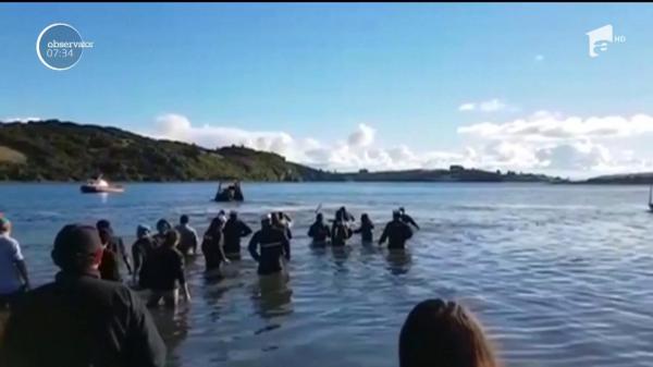 Mobilizare generală pe o plajă din Chile, pentru salvarea unei balene. A intervenit și armata