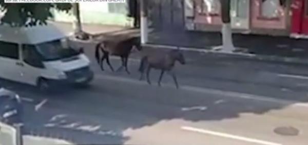Imagini incredibile în Galaţi! Doi cai, filmaţi în timp ce se plimbau liniştiţi pe un bulevard