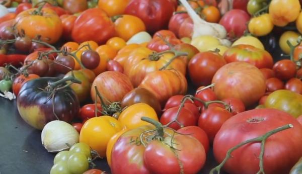 Cele mai ciudate soiuri de roșii din România au fost expuse la Festivalul Tomatelor din Buzău