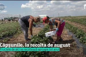 Căpșunile cresc şi vara la Bogata, în Călăraşi. Sute de kilograme pe săptămână, dintr-o singură plantaţie