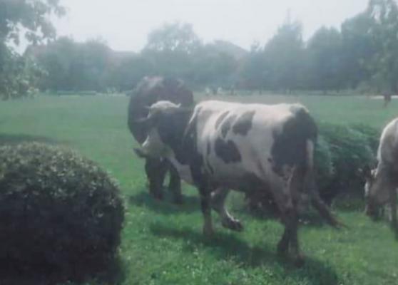 Târgu Jiu: Poliţiştii locali s-au străduit o săptămână să identifice vacile care pasc lângă Coloana Infinitului