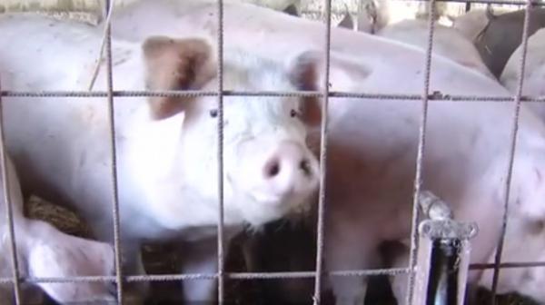Previziuni sumbre după pesta porcină: fără porci în gospodării, măsura anunţată de industria cărnii
