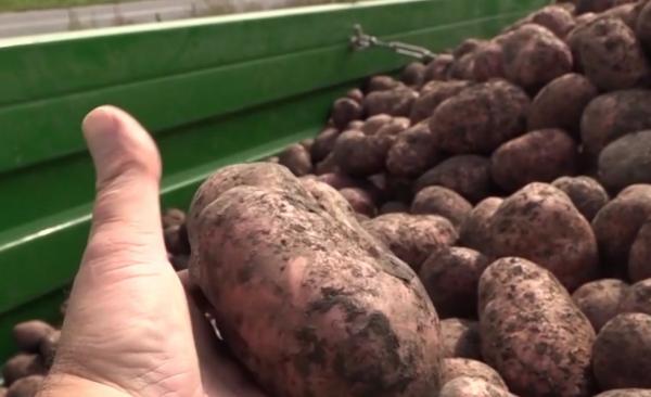 Harghita: Prețul cartofilor s-a triplat, după ce recolta a fost distrusă de ploi