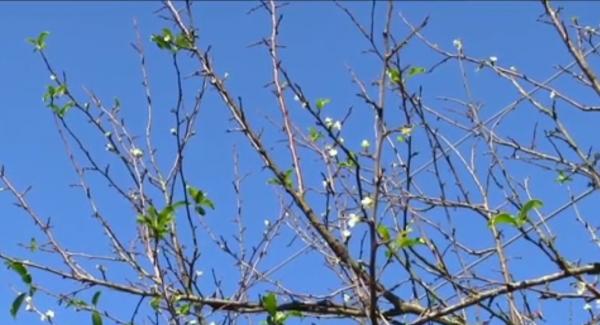 Peisaje de primăvară veritabilă în vestul ţării. Deşi meteorologii anunţă un val de frig, în Bihor au înflorit pomii!