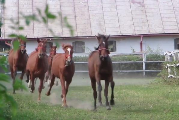 Caii crescuţi la herghelia din Cislău, pregătiți pentru curse pe noul hipodrom din Ploieşti