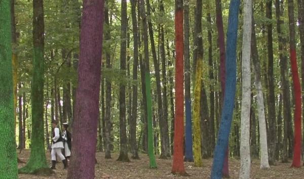 Pădurea multicoloră din Poienari, Gorj, un loc ca în basme