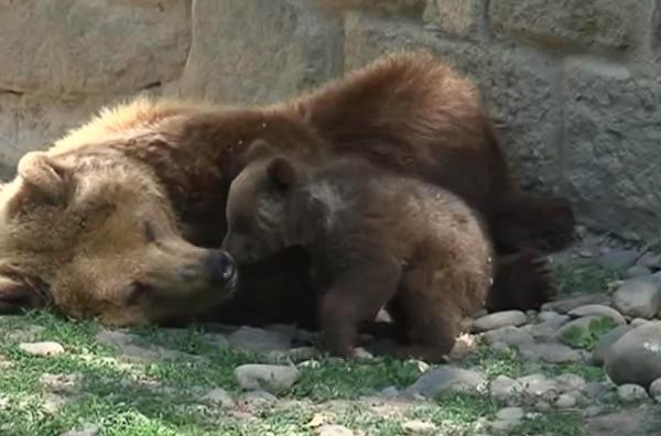 Se caută un nume pentru primul pui de urs născut, în ultimii 15 ani, la Grădina Zoologică din Târgu Mureş