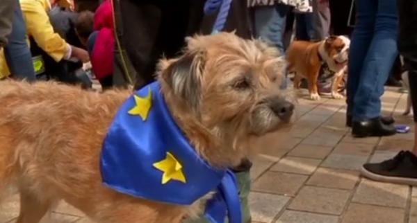 Manifestație cu câini la Londra, pentru un nou referendum pe tema Brexit