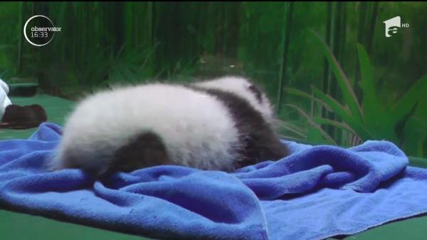 Doi pui de Panda Gigant somnoroşi, filmaţi la o grădină zoo din China. Dorm nu mai puţin de 23 de ore pe zi!