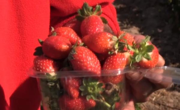 S-au copt căpșunile de toamnă. Un student face zeci de mii de euro din această afacere