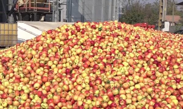 Supraproducție de mere, în această toamnă. Cultivatorii sunt obligaţi să vândă recolta la preţuri de nimic