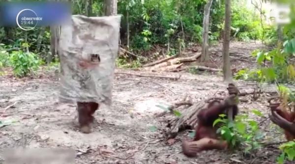 Halloween la rezervația naturală din Borneo. Cum s-a costumat, singur, un urangutan (Video)