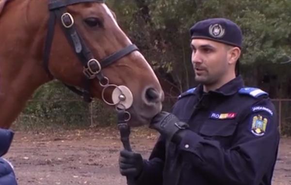 O prietenie unică, la 25 de ani: jandarmul Bogdan și partenerul său de misiuni, calul Darling