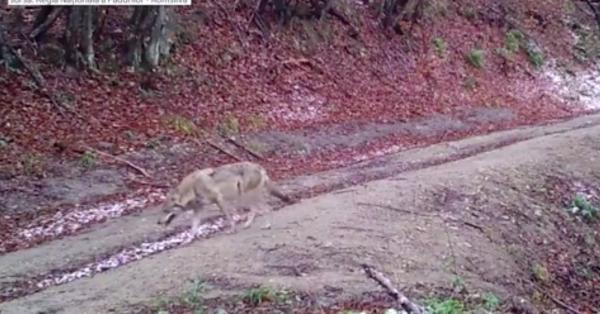 Imagini rare. O lupoaică a fost filmată într-o pădure din Munţii Banatului