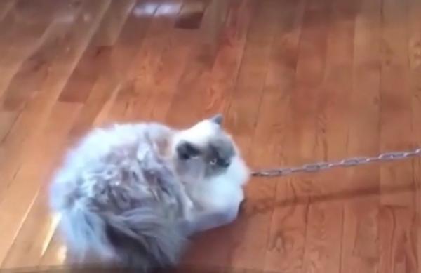 Pisică blănoasă şi supraponderală, vedetă pe Facebook după ce s-a lăsat tractată de un camion de jucărie (Video)