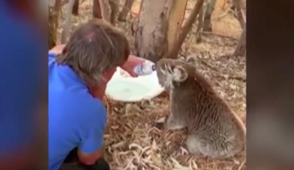 Urs koala afectat de canicula din Australia, salvat de un iubitor de animale