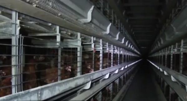 Imagini cumplite în fermele de păsări din România: găini torturate, ouă produse în condiţii greu de imaginat