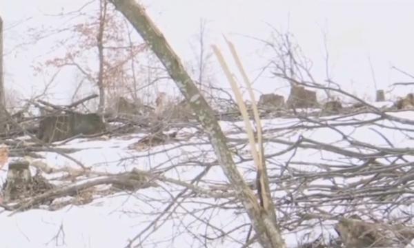 Pădure din Iași, masacrată de hoți. Autoritățile nu reușesc să îi prindă