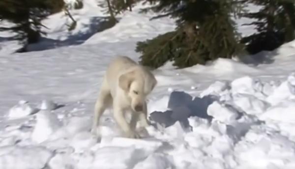 Câinii de avalanșă au dat examen de admitere, la Rânca