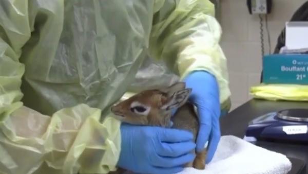 Pui adorabil de antilopă, născut chiar de Sfântul Valentin la o grădină zoologică de lângă Chicago