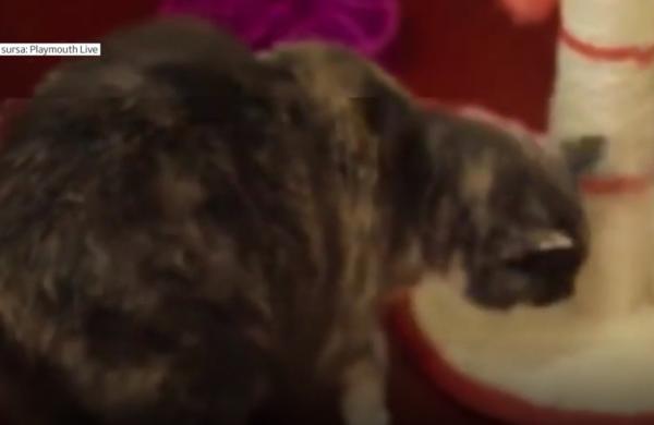 Cea mai grasă pisică din Marea Britanie şi-a găsit în sfârşit o familie (Video)