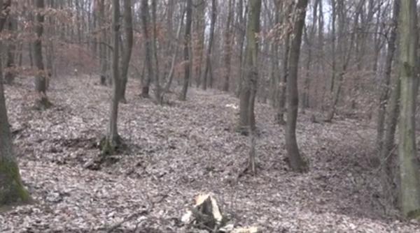O pădure unică în ţara noastră a căzut pradă defrişărilor ilegale