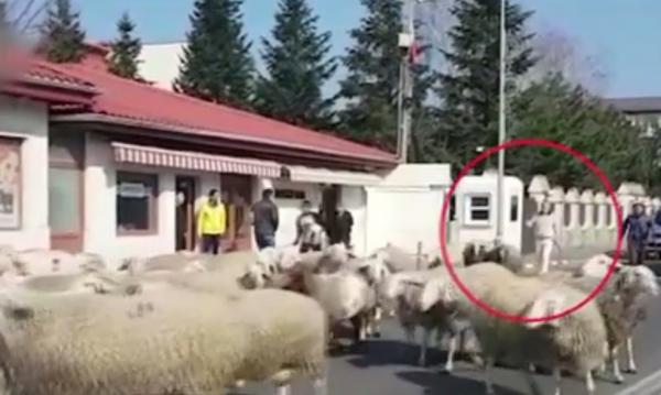 Gigi Becali, filmat alături de o turmă de oi pe bulevardul Pipera din Capitală