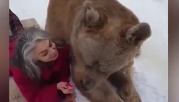 Un urs grizzly uriaş mănâncă căpşuni direct din palma unei femei (Video)