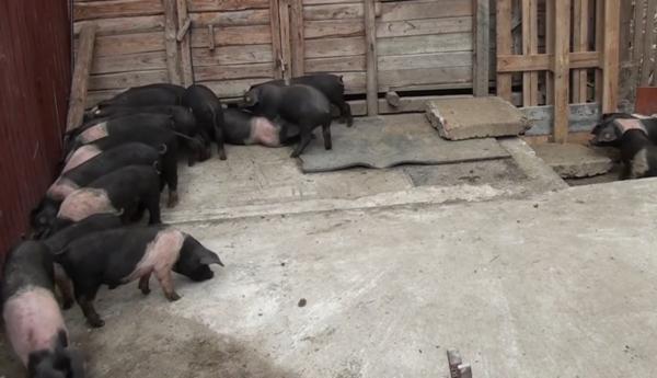 Carnea de porc din rasele Mangalița și Bazna nu mai ajunge în magazine