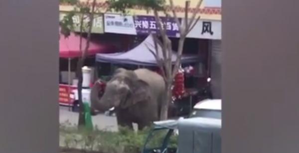 Un elefant asiatic a distrus 9 automobile şi câteva case, în căutarea partenerei, în China (Video)