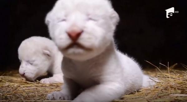 Doi pui de leu de culoare albă au venit pe lume într-un parc safari din Crimeea (Video)