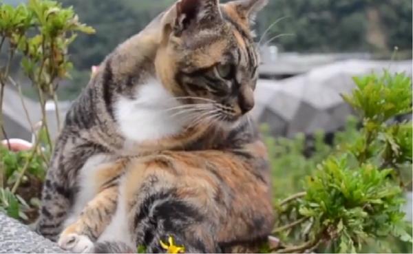 Oraş din Taiwan, invadat de turişti veniţi să vadă pisicile locale