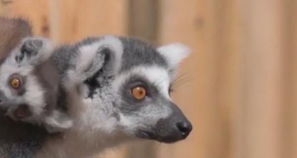 Şase exemplare rare de lemurieni s-au născut la o grădină zoologică din Marea Britanie (Video)
